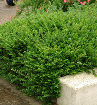 Kriech-Heckenkirsche MOSSGREEN 20-30 cm, Cont. 2,5 l