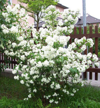 Pfeifenstr�ucher �DAME BLANCHE� 30-40 cm, Cont. 2,5 l