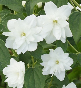Pfeifenstrucher 'FROSTY MORN' 20-30 cm, Cont. 1,4 l