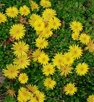 Mittagsblume WOW �GOLDEN WONDER�� Cont. 1 l