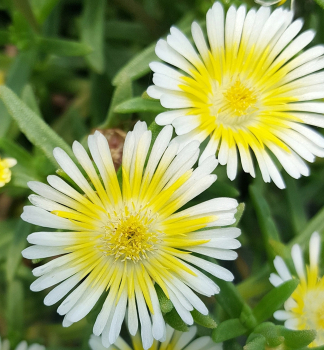 Mittagsblume WOW �LIMONCELLO�� Cont. 0,5 l