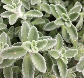 Jamaica-Thymian �MALIBU�, Cont. 1 l