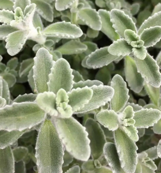Jamaica-Thymian �MALIBU�, Cont. 1 l