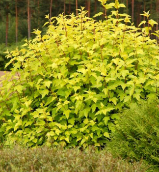 Blasenspiere NUGGET 40-50 cm, Cont. 2,5 l