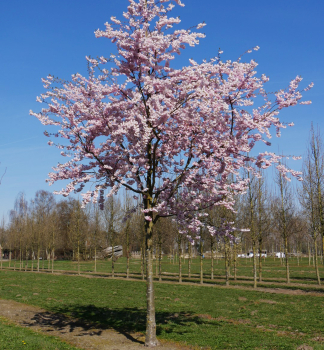 Zierkirsche 'ACCOLADE' auf Stamm 150 cm, Cont. 10 l