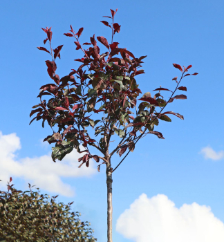 Zierpflaume (Prunus cistena) auf Stamm 100 cm, Cont. 7,5 l