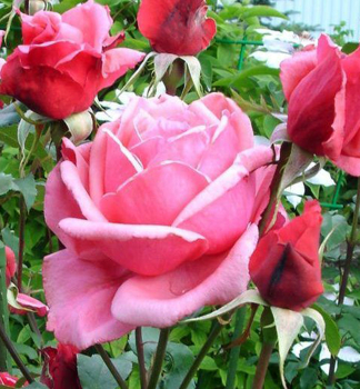 Stammrose �BEL ANGE�** auf Stamm 90 cm, Cont. 7,5 l