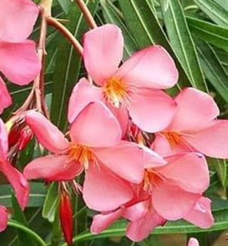 Lachs Oleander �SALMON� 40-50 cm, Cont. 3 l