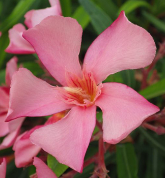 Lachs Oleander �SALMON� 40-50 cm, Cont. 3 l