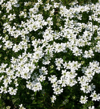 Immergrne Schleifenblume APPEN ETZ Cont. 0,5 l