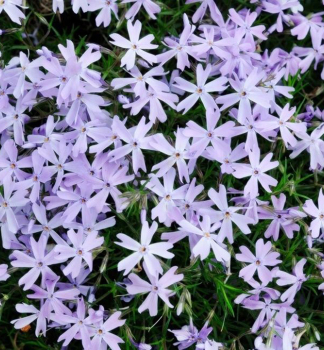 Flammenblume 'GF WILSON' Cont. 0,5 l