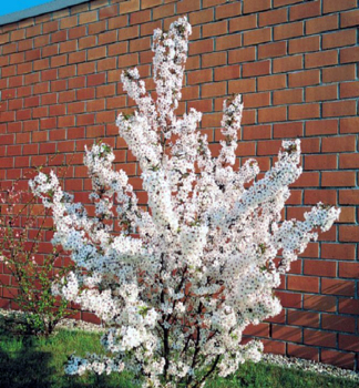 Kurilenkirsche BRILLANT auf Stamm 80 cm, Cont. 5 l