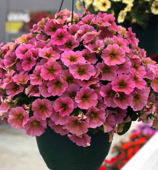 Mini-Petunie �BEAUTICAL� SUNRAY PINK�, Cont. 0,5 l