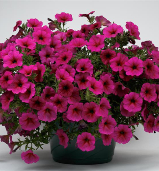 Mini-Petunie �BEAUTICAL� PURPLE DAWN�, Cont. 0,5 l