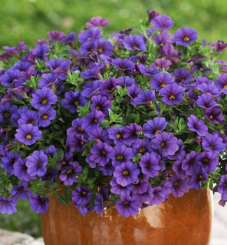 Mini-Petunie 'PORTUCAL� TRAILING BLUE', Cont. 0,5 l