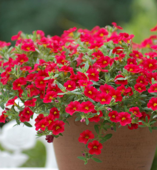 Mini-Petunie 'PORTUCAL� TRAILING RED', Cont. 0,5 l