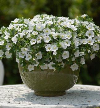 Mini-Petunie 'PORTUCAL� TRAILING WHITE', Cont. 0,5 l