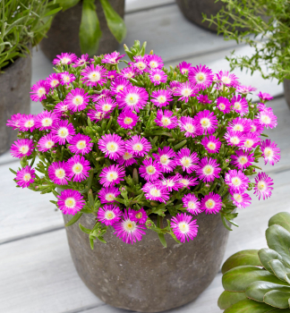 Mittagsblume WOW �PURPLE WONDER��, Cont. 1 l