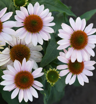 Sonnenhut (Echinacea) PINK SKIPPER Cont. 0,5 l