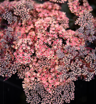 Fetthenne GLOBE PINK Cont. 0,5 l