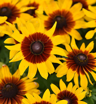 Sonnenhut (Rudbeckia) SMILEYZ BIG LOVE Cont. 0,5 l