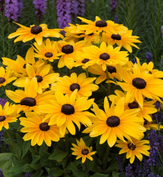 Sonnenhut (Rudbeckia) SUNBECKIA MAYA Cont. 0,5 l