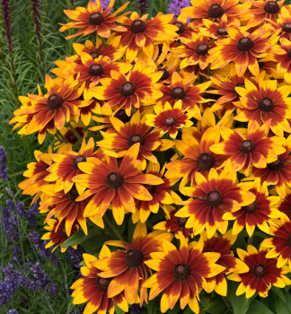Sonnenhut (Rudbeckia) SUNBECKIA MIA Cont. 0,5 l