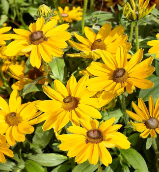 Sonnenhut (Rudbeckia) SUNBECKIA VICTORIA Cont. 0,5 l