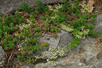 Obrzok (4)
