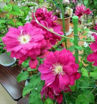 Clematis 'AKAFUJI' 40-50 cm, Cont. 1,6 l