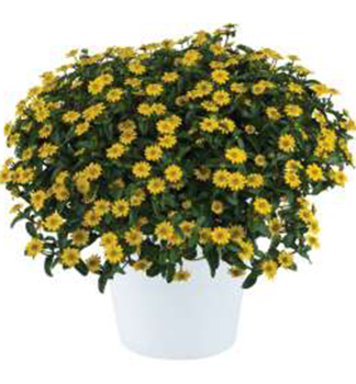 Husarenknopf �TALYA GREAT YELLOW�, Cont. 0,5 l