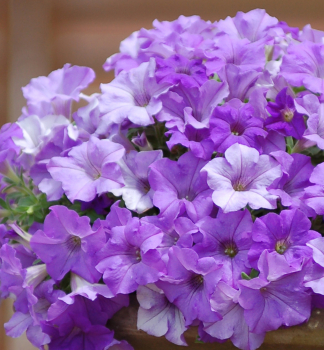 Surfinie �HEAVENLY BLUE�, Cont. 0,5 l