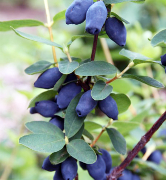 Honigbeere �HONEYBEE�� 20-30 cm, Cont. 1 l