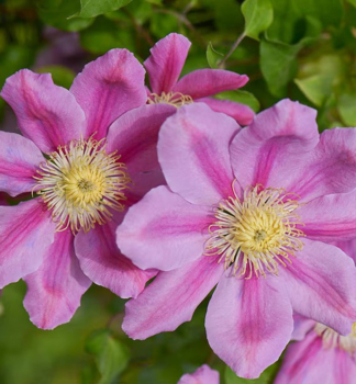 Clematis 'PINK BEAUTY' 30-40 cm, Cont. 1,6 l, Pflanze mit Rankhilfen