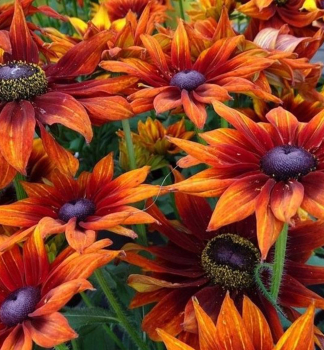 Sonnenhut (Rudbeckia) SMILEYZBIG SMILE Cont. 0,5 l