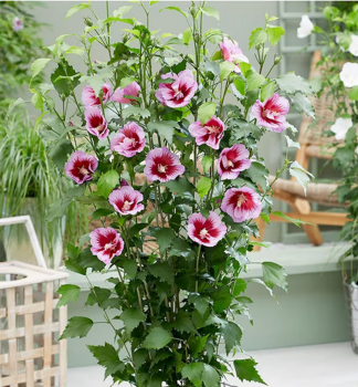 Straucheibisch FLOWER TOWER PURPLE auf Stamm 50 cm, Cont. 4,5 l