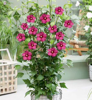 Straucheibisch FLOWER TOWER RUBY auf Stamm 50 cm, Cont. 4,5 l