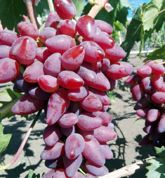 Resistente Tafeltraube �DUBOVSKIJ ROZOVYJ�, wurzenball