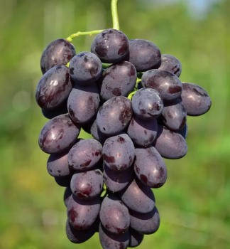 Resistente Tafeltraube KATALONIA, wurzelballen