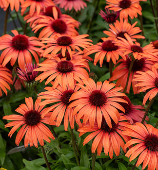 Sonnenhut (Echinacea) �SUN MAGIC� VINTAGE ORANGE� Cont. 0,5 l
