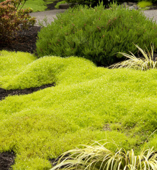 Sternmoos �AUREA� Cont. 0,5 l