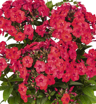 Flammenblume FLAME WATERMELON Cont. 0,5 l