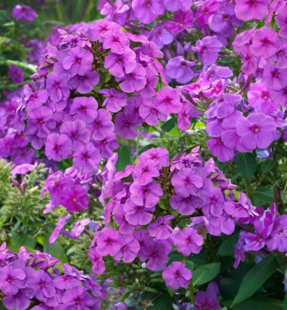 Flammenblume FLAME PRO PURPLE Cont. 0,5 l