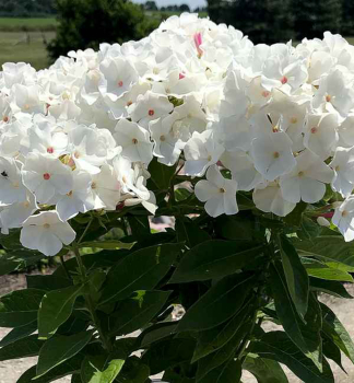 Flammenblume FLAME PRO WHITE Cont. 0,5 l