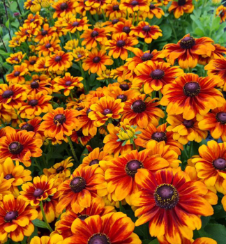 Sonnenhut (Rudbeckia) LITTLEBECKIA SUNRISE Cont. 0,5 l