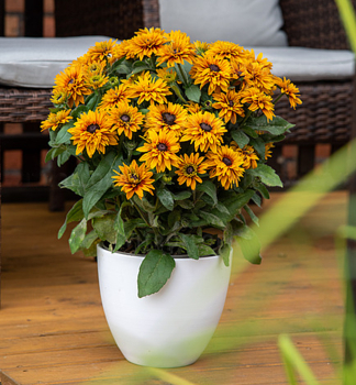 Sonnenhut (Rudbeckia) �FLAMENCO�BRIGHT ORANGE� Cont. 0,5 l