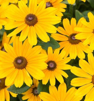 Sonnenhut (Rudbeckia) SMILEYZ CHEERFUL Cont. 0,5 l