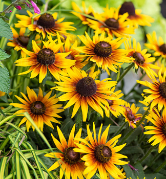 Sonnenhut (Rudbeckia) SMILEYZ SUNBEAM Cont. 0,5 l