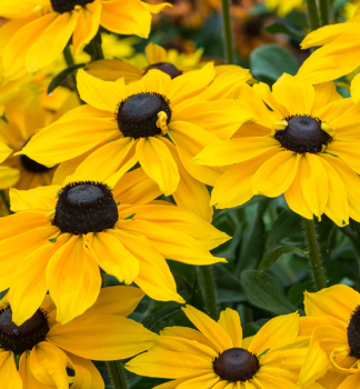 Sonnenhut (Rudbeckia) SUNBECKIA CAROLINA Cont. 0,5 l