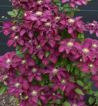 Clematis JAN III SOBIESKY 30-40 cm, Cont. 1,6 l, Pflanze mit Rankhilfen